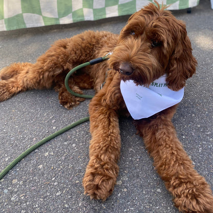 Dog Bandanna